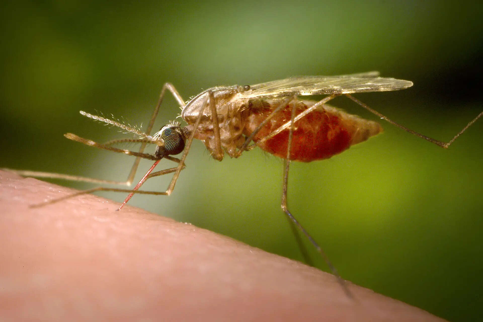 Chikungunya Virus
