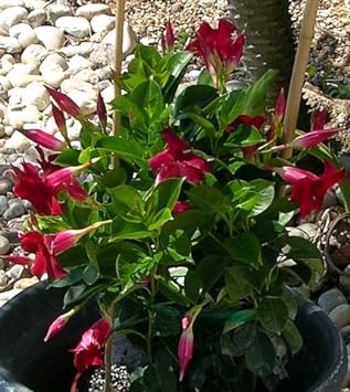 $@ Red Brazilian Jasmine Plant - Indoors/Out - Mandevilla - 4" Pot