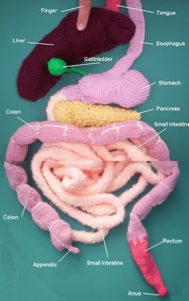 Ceci's amazing knitted intestine