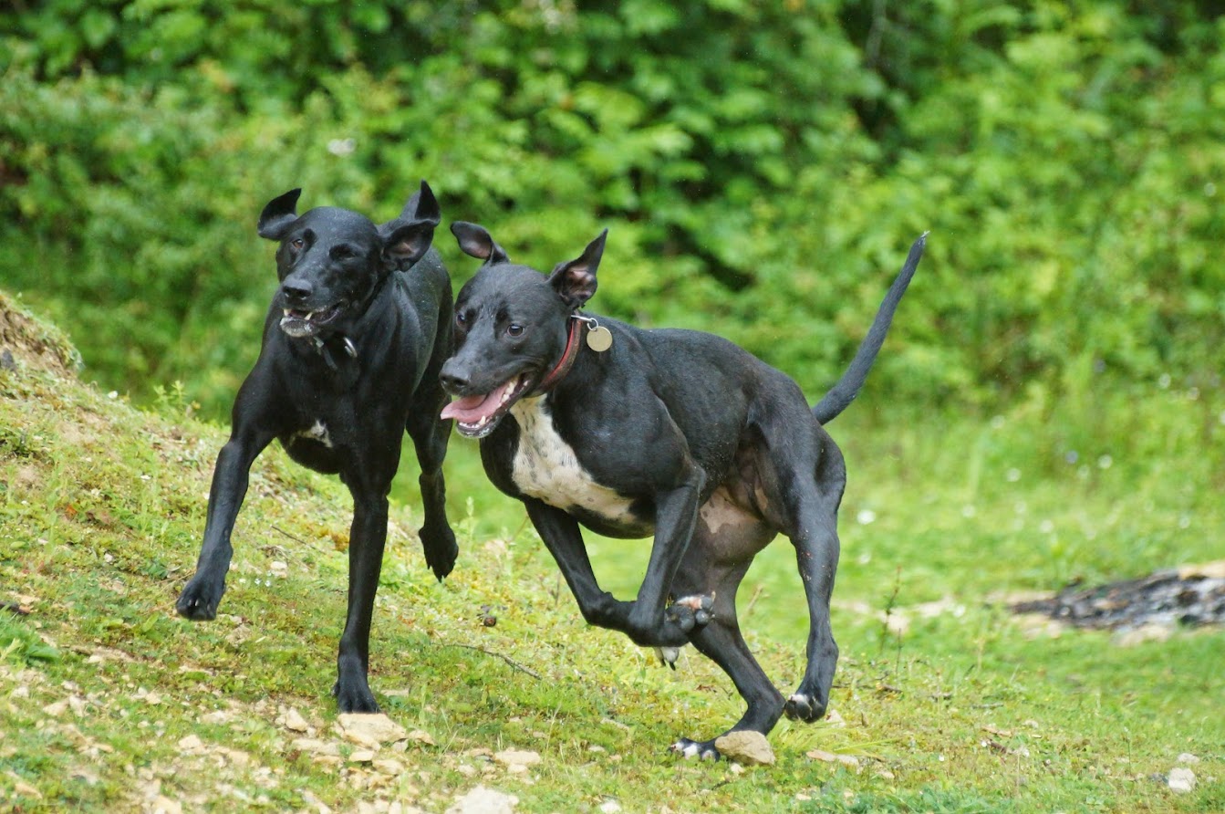 Show Us Yer Lurchers Dog Advice Please Singletrack